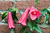 LAPAGERIA ROSEA