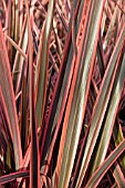 PHORMIUM RAINBOW QUEEN