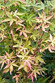 ACER SANGO KAKU (JAPANESE MAPLE)