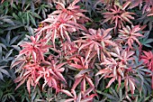 ACER SHAINA (JAPANESE MAPLE)