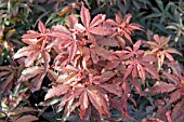 ACER SKEETERS BROOM (JAPANESE MAPLE)