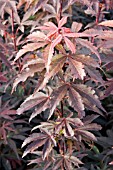 ACER SKEETERS BROOM (JAPANESE MAPLE)