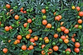 SOLANUM THURINO (CHRISTMAS CHERRY)WITH FRUIT