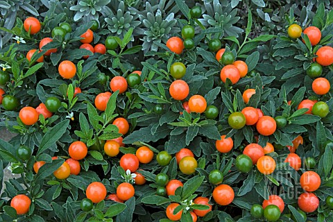 SOLANUM_THURINO_CHRISTMAS_CHERRYWITH_FRUIT