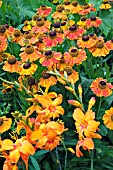 CROCOSMIA ZAMBESI WITH HELENIUM SAHINS EARLY FLOWERER