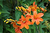 CROCOSMIA OKOVANGO