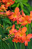 CROCOSMIA LIMPOPO