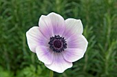 ANEMONE  HARMONY PEARL