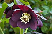 HELLEBORUS ORIENTALIS HILLER HYBRID PURPLE