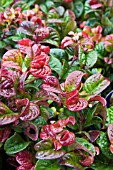 LEUCOTHOE AXILLARIS CURLY RED