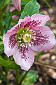 HELLEBORUS ORIENTALIS HILLIER HYBRID PINK SPOTTED