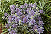 ERYNGIUM PLANUM BLUE HOBBIT,  (SEA HOLLY)