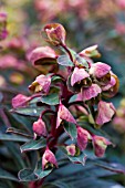 EUPHORBIA BLACKBIRD