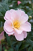 CAMELLIA DAINTINESS