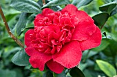 CAMELLIADOCTOR BURNSIDE