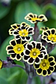 PRIMULA GOLD LACE