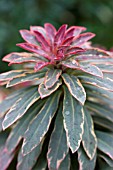 EUPHORBIA HELENAS BLUSH,  NEW GROWTH