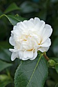 CAMELLIA MANSIZE