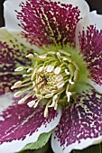 HELLEBORUS ORIENTALIS SPOTTED