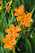 BELAMCANDA CHINENSIS FRECKLE FACE, (IRIS DOMESTICA FRECKLE FACE)