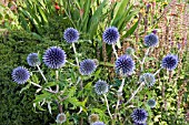 ECHINOPS BLUE GLOBE