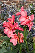 CANNA TROPICAL ROSE