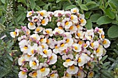 NEMESIA SUNSATIA PEACH