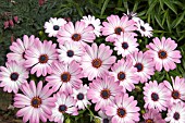 OSTEOSPERMUM ZANZIBAR PINK BICOLOUR