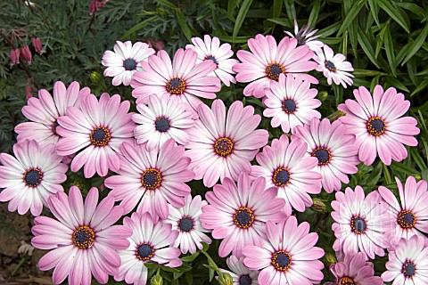 OSTEOSPERMUM_ZANZIBAR_PINK_BICOLOUR