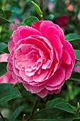 CAMELLIA CHINA LADY