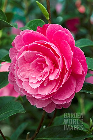 CAMELLIA_CHINA_LADY