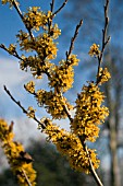 HAMAMELIS X INTERMEDIA DOERAK