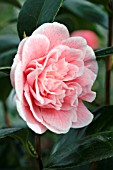 CAMELLIA LADY LOCH