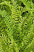 DRYOPTERIS AFFINIS THE KING