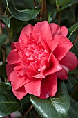 CAMELLIA LAURA WALKER