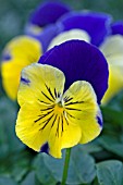 VIOLA (PANSY) MATRIX MORPHEUS