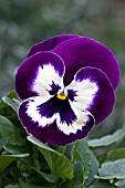 VIOLA (PANSY) MATRIX PURPLE & WHITE