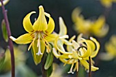 ERYTHRONIUM PAGODA