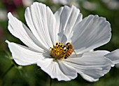 COSMOS SONATA WHITE WITH HONEY BEE