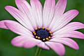 OSTEOSPERMUM CANNINGTON ROY