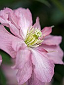 CLEMATIS MONTANA SUNRISE