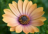 OSTEOSPERMUM SIDESHOW COPPER APRICOT (SINGLE FLOWER)