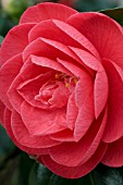 CAMELLIA RUBESCENS MAJOR