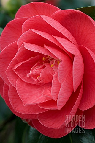 CAMELLIA_RUBESCENS_MAJOR