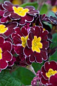 PRIMULA YOU & ME MAROON (HOSE IN HOSE)