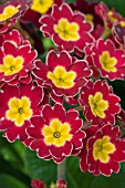 PRIMULA YOU & ME RED LACED (HOSE IN HOSE)