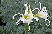 HYMENOCALLIS,  ISMENE FESTALIS,  SPIDER LILY