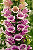 DIGITALIS CANDY MOUNTAIN