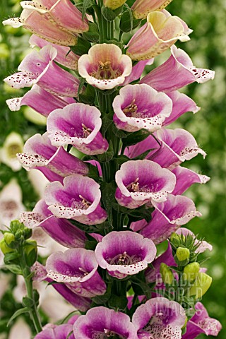 DIGITALIS_CANDY_MOUNTAIN