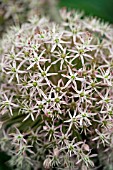 ALLIUM KARATAVIENSE CLOSE UP